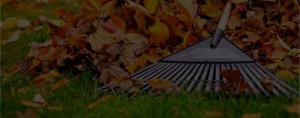 Leaf cleanup in Edmonton, Spruce Grove and Stony Plain