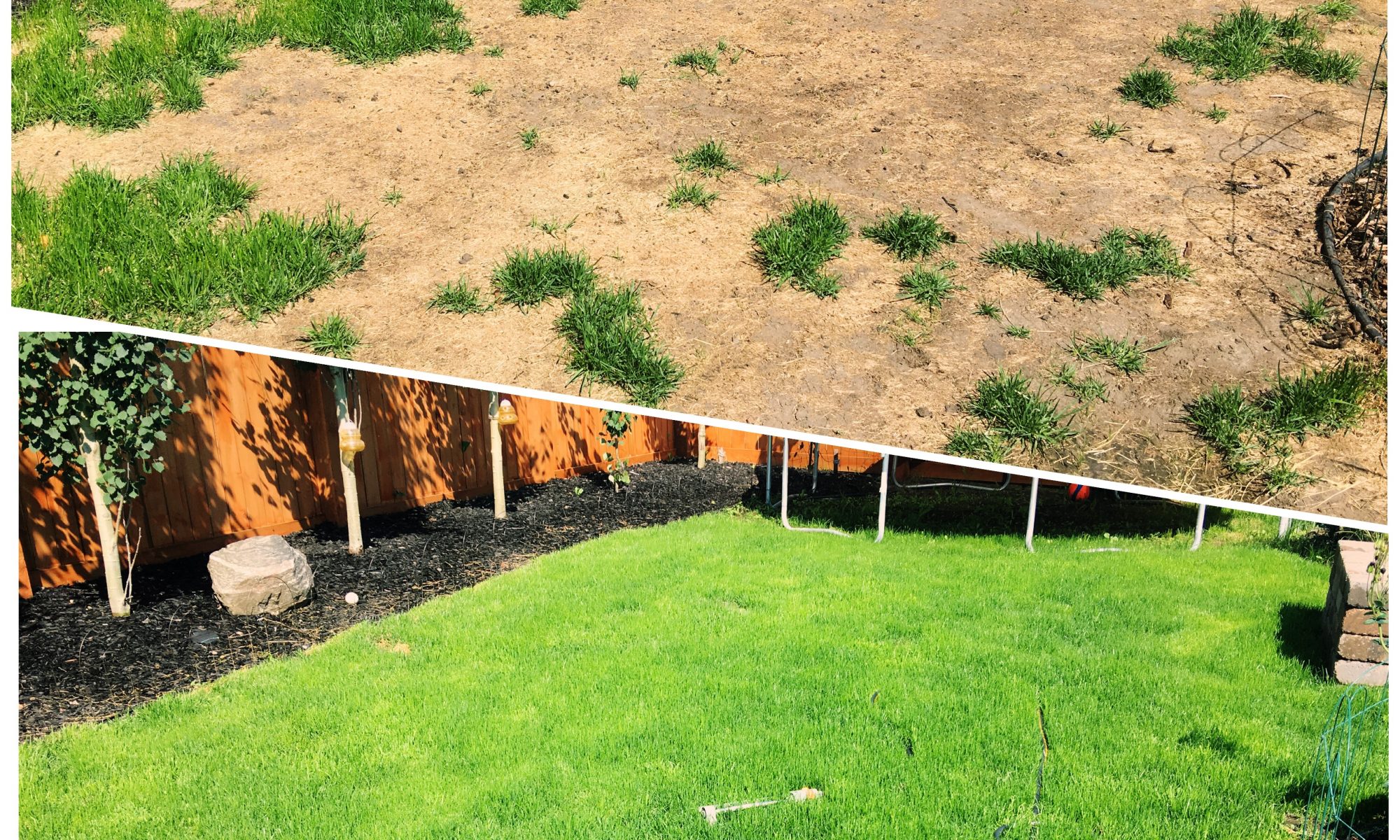 Lawn Renovation