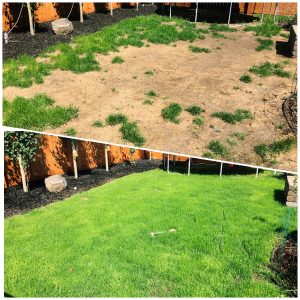 Lawn Renovation