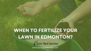 When to fertlize lawn in edmonton